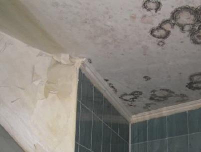 How to quickly get rid of mold in the bathroom