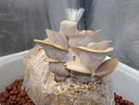 Austrių grybų auginimas ant šiaudų ryšulių