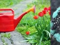 Metode razmnožavanja tulipana, savjeti za njegu proljetnog cvijeća
