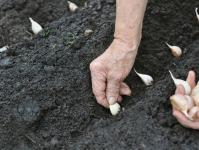 Uzgoj češnjaka kao posao Priprema sadnog materijala