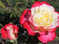 Rose Grandiflora - güzel bir çiçeğe uygun bakım Kışa hazırlanıyor