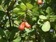 Različite vrste orašastih plodova i njihova područja primjene Njega stabala