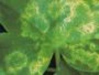 Common geranium diseases and effective methods to combat them