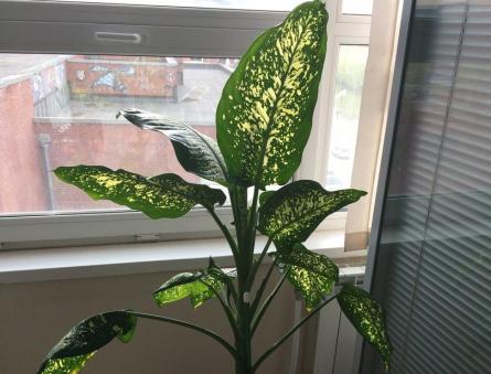Dieffenbachia: types and cultivation rules