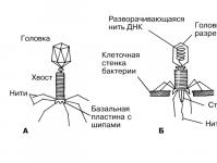 История открытия бактериофагов