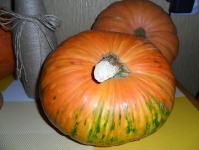 Pumpkin season continues