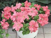 Petunia: planting, growing and care at home Petunia after flowering what to do