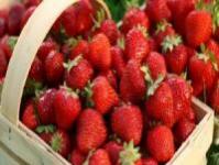 Comment conserver correctement les fraises à la maison Comment conserver au mieux les fraises au réfrigérateur