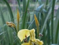 Efsanevi iris çiçeği