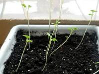 What should be done if zinnia sprouts are stretched out?