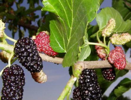 Description, types and cultivation of mulberry