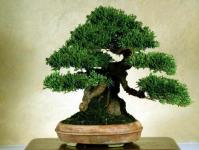 Kako uzgajati bonsai iz sjemena kod kuće Njega i uzgoj bonsai drveća