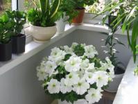 Impatiens (flowers): care, cultivation, photo Indoor flowers impatiens care at home