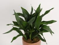 Indoor plants for warm southern windows
