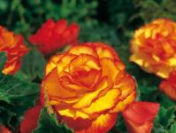 Tuberous begonia - planting and care - secrets of experienced gardeners