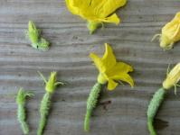 Zašto krastavci cvjetaju neplodnim cvjetovima: što učiniti, kako zalijevati, kako se riješiti neplodnih cvjetova