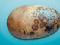 Patateslerde kabuklanma: Bu beladan kaçınmak için toprağın nasıl işleneceği Patateslerde kabuklanma nedenleri
