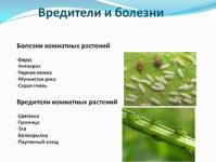 Augalų kenkėjai: nuotraukos, aprašymai ir kovos su jais priemonės Baltieji parazitai kambarinių augalų dirvoje
