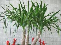 False palm Yucca: breeding methods, proper planting How to renew yucca at home