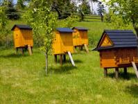 Kur pradėti laikyti bites