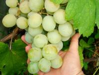 Kesha grožđe - značajke uzgoja i njege