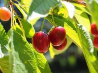 Vyšnių veislė Melitopol juoda