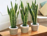 Sansevieria: characteristics and cultivation Why sansevier leaves wither