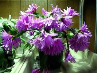 Ripsalidopsis (Easter cactus): home care Ripsalidopsis hatiora or Easter cactus
