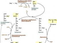 Орнитиновый цикл: реакции, схема, описание, метаболические нарушения Основные этапы метаболизма аммиака в организме схема