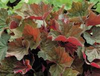 Heuchera flower growing from seeds planting and care in the open field