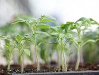 Отглеждане на разсад от пипер у дома Как да засадите чушки без бране