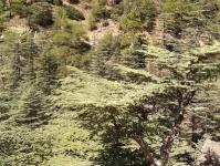 Short coniferous cedar Types and varieties of cedar